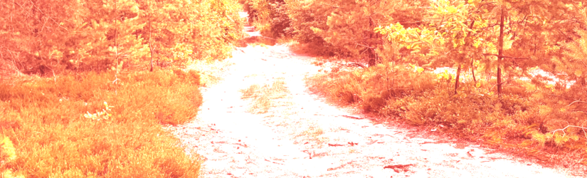 Forrest road