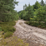 Forrest road