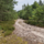 Forrest road